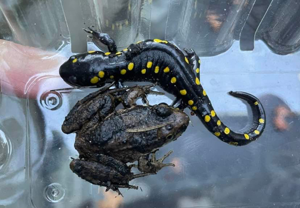 A yellow and black critter (the salamander) is partially wrapped around a large frog. They are resting in enough water to create a reflection.