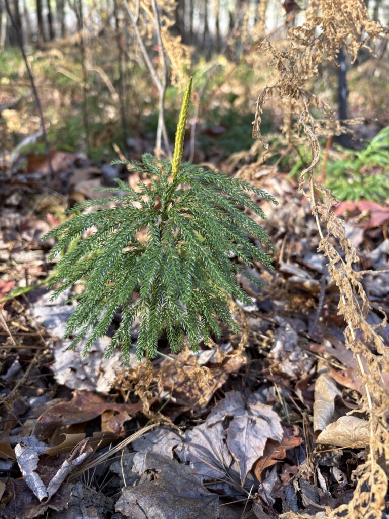 A small dark green pine tree with a bright green dagger (the sporophyll) sticking straight up pokes out of a bed of dried leaves and snow.