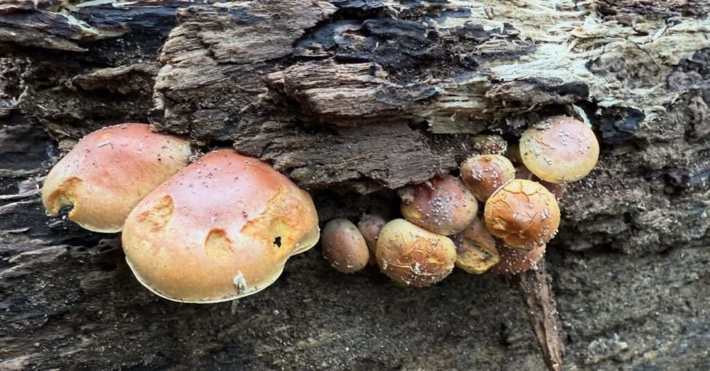 Orange and pink mushrooms cluster around an old dark brown piece of wood.