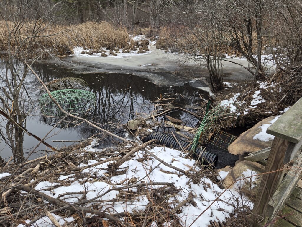 A pond with some pipes and green mesh structures. The pipes clear out the water, the mesh prevents the beavers from getting to them.