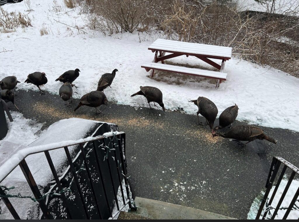 A flock of wild turkeys snack on grain that is scattered on the ground. The photographer is at the top of the steps and the turkeys seem unconcerned.