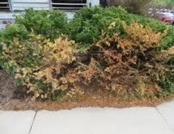 Shrub with vibrant green foliage in the far field, but brown foliage in the foreground and contrasting white sidewalk in front.