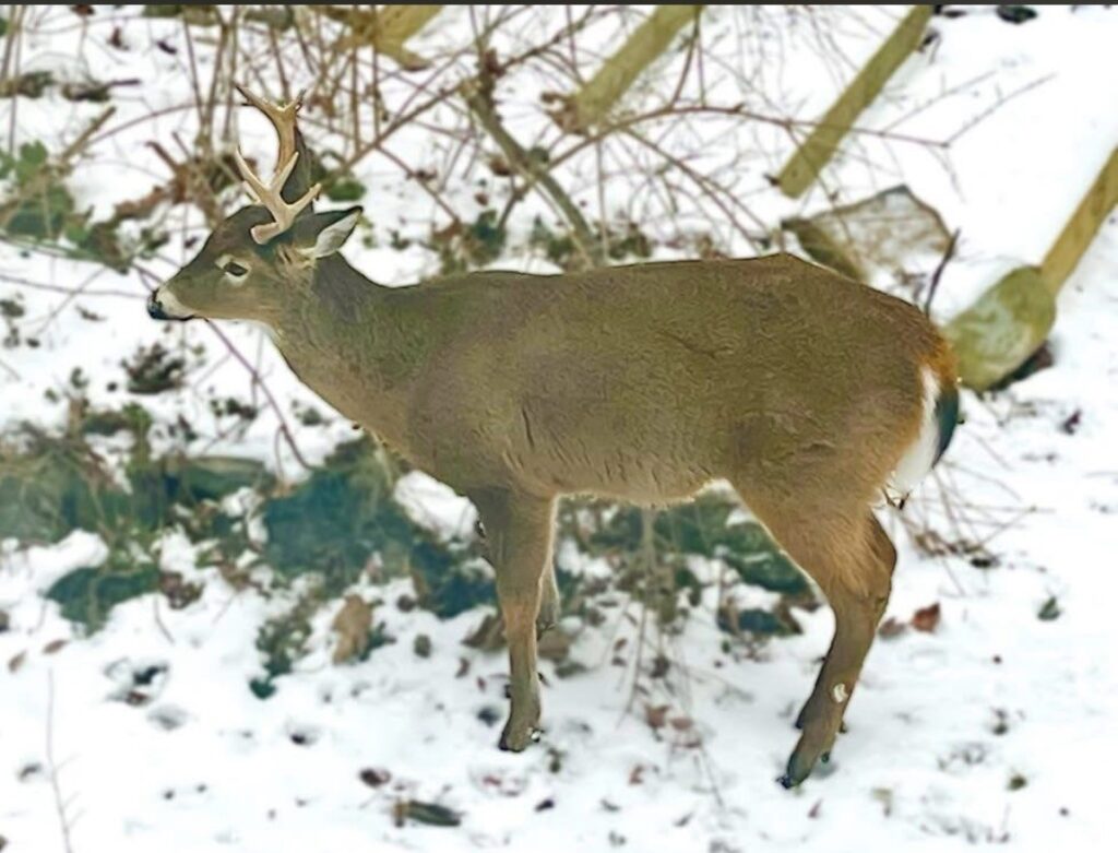 A young buck stands in the snow.