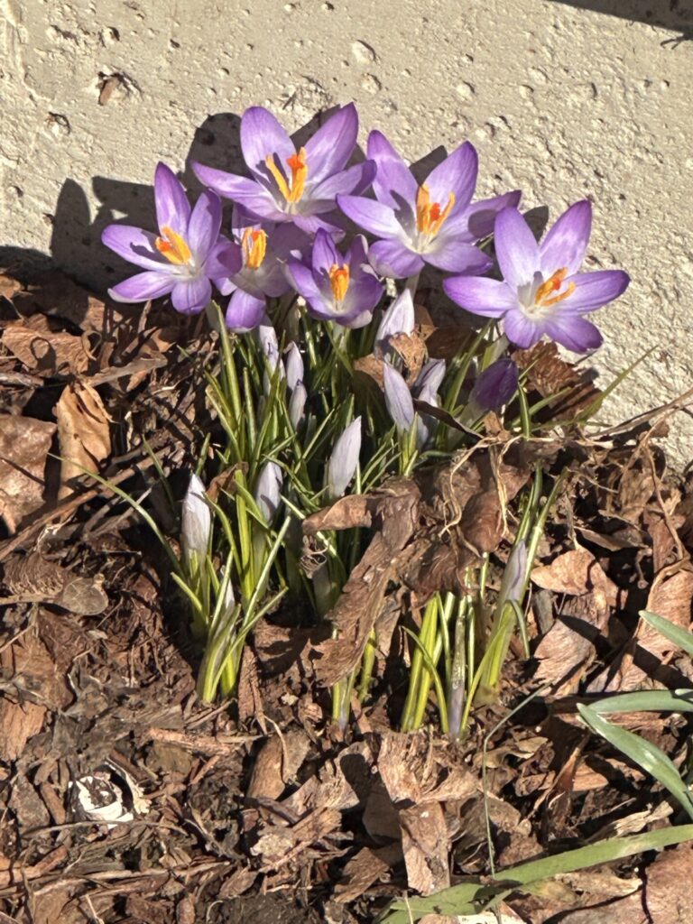 Purple flowers with orange stamens are coming up right next to a white stone wall.