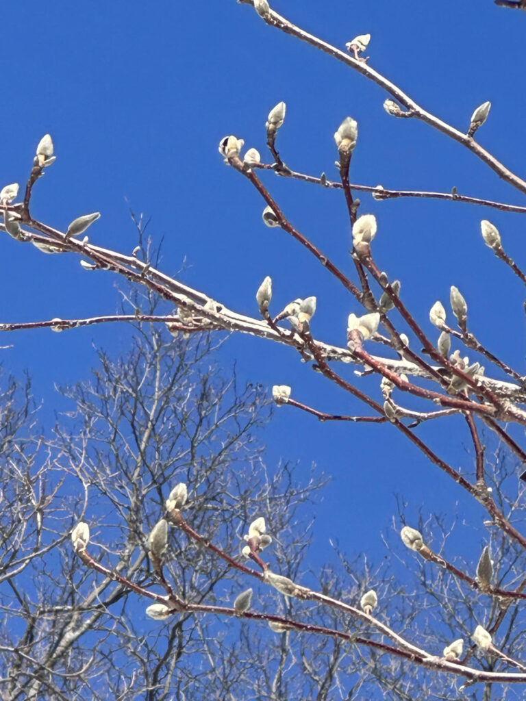 Shrubbery stems with buds in the close up. Naked tree branches are in the background against a bright blue sky,