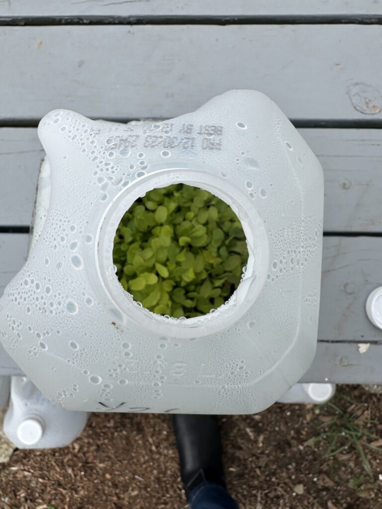 Looking at a milk jug from the top, you can see a bunch of greens growing in the bottom. There is water cendensing in the jug.