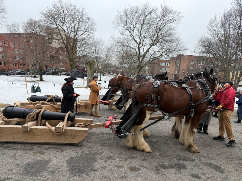 Large brown and white horses are set up to haul a heavy wooden sled with a cannon strapped on the top and tied with rope.