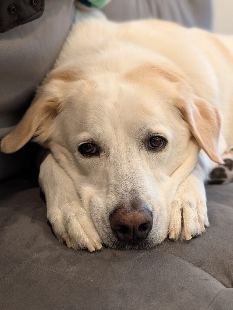 A yellow lab dog is lying down with his face between his paws.