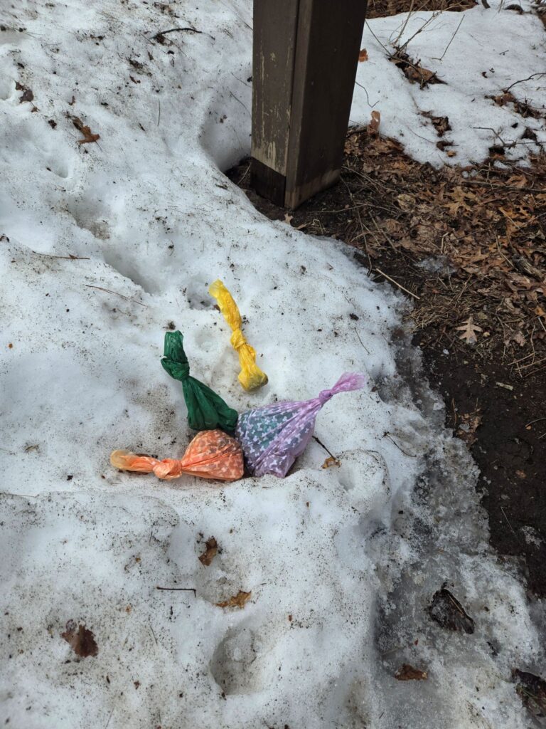 Four bags of dog poop rest in the melting snow.