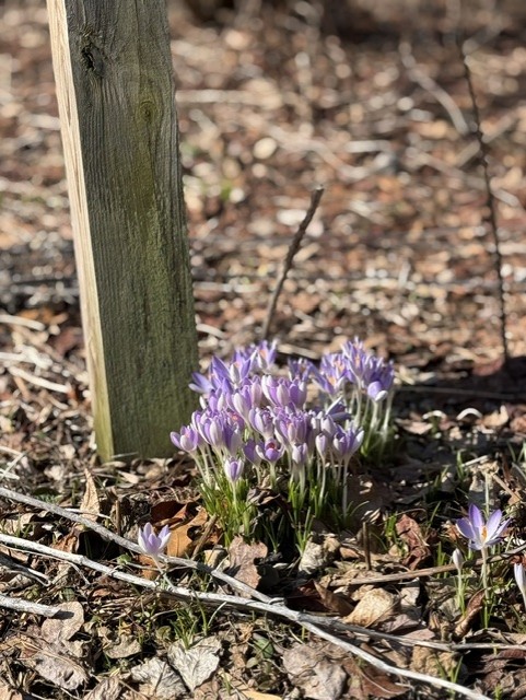 A small bunch of purple flowers blooms in front of a large wooden stake.