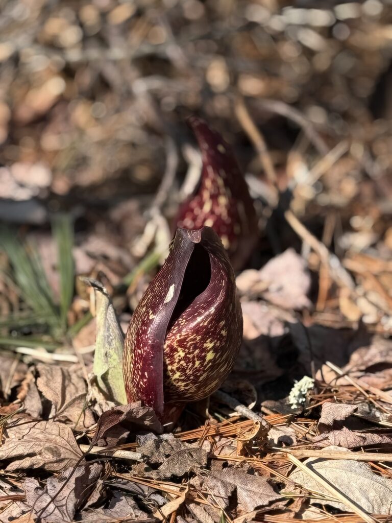 A small maroon and yellow plant grows out of dead leaves.